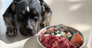 Можно ли собаке давать сырое мясо?